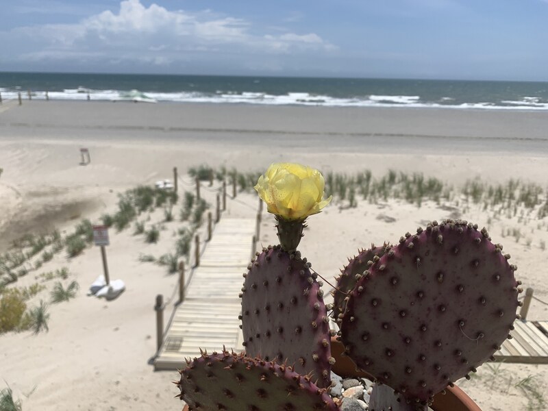 Beachside cactus with dunes and ocean beyond