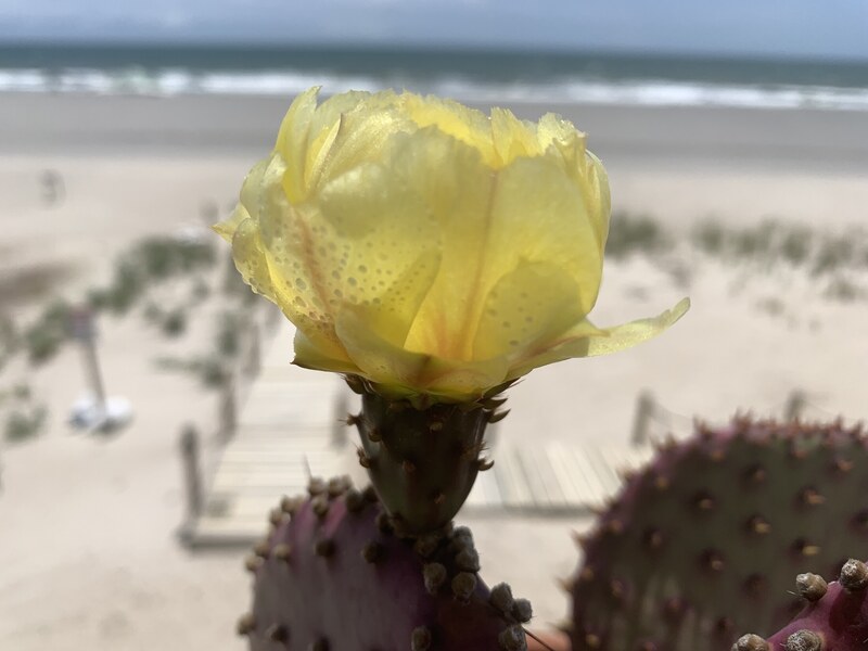 Blooming cactus flower near the dunes