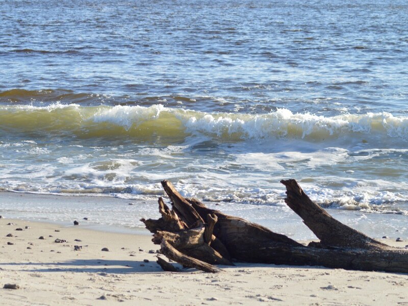 Driftwood and surf on the shoreline